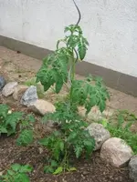Rote Tomate n.n..webp