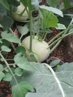 Kohlrabi.webp