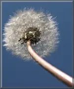 P5098506 Pusteblume.webp