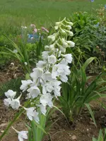 IMG_3470_600x800.webp