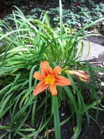 IMG_2386.webp