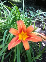 IMG_2387.webp