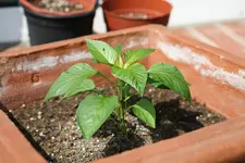 paprika.webp