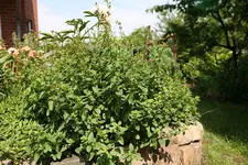 thymian.webp