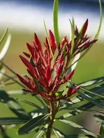 Oleander_kleiner.webp