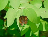 P1070548_3.webp
