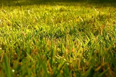Gras.webp
