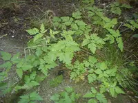 DSC00025.webp