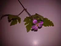 DSC00027.webp