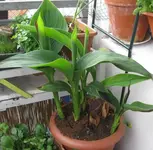 Canna.webp
