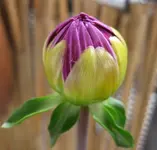 Dahlie.webp