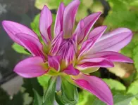 Dahlie (3).webp