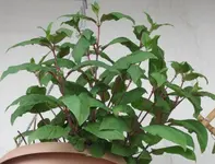 Fuchsie.webp