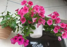 Fuchsie_Petunie.webp