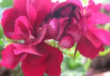 Geranie (2).webp
