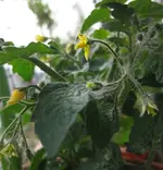 Minibell (2).webp