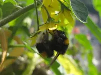 Hummelchen (2).webp
