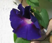 Prunkwinde.webp
