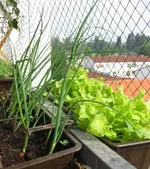 Zwiebeln_Salat.webp