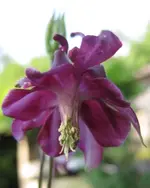Akelei.webp