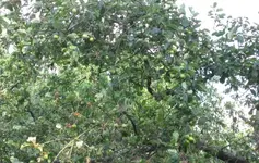 Äpfel.webp