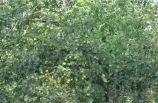 Äpfel (2).webp