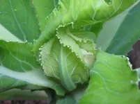 Blumenkohl.webp