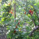 Johannisbeere.webp
