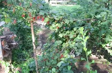 Johannisbeeren.webp