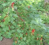 Johannisbeeren (2).webp