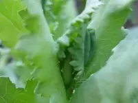Mohn.webp