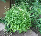 Rauke.webp