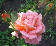 Rose.webp