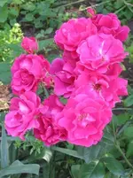 Rose (2).webp