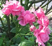 Rose (3).webp
