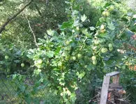 Stachelbeeren.webp