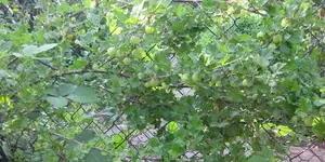 Stachelbeeren (2).webp