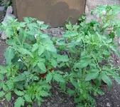 Tomaten_links.webp