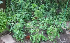 Tomaten_rechts.webp