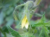 Tomatenblüte.webp