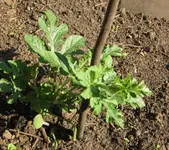 Wassermelone.webp
