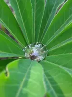 Wassertropfen.webp