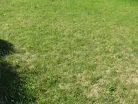 rasen4.webp