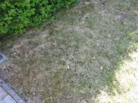 rasen3.webp