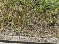 rasen-2.webp