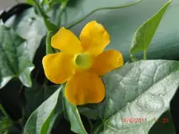 CIMG2963.webp