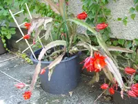IMGP3829.webp