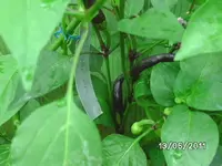 BILD0013.webp