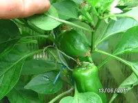 BILD0014.webp