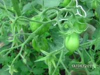 BILD0019.webp